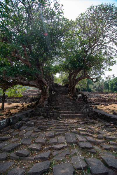 c'est pas l'arbre de Games of Thrones ?