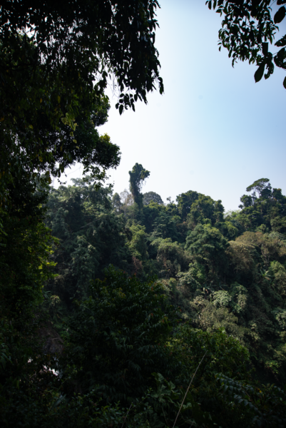 Ni d'arbre Nadine ?